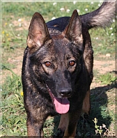 Des loups malins de Gaelice